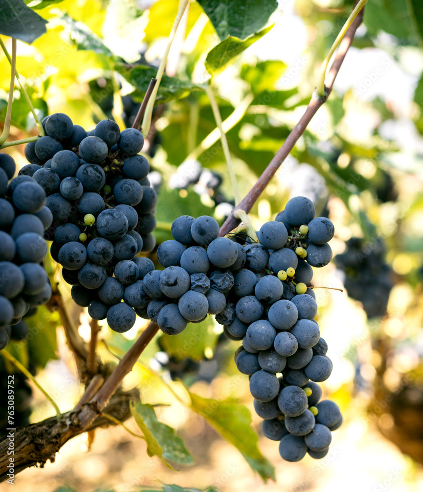 Ripe Vineyard Grapes Clustered on the Vine Under Sunlight