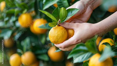 Citrus grove with hands plucking a ripe orange from the tree