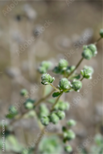 Sweet marjoram small flowers