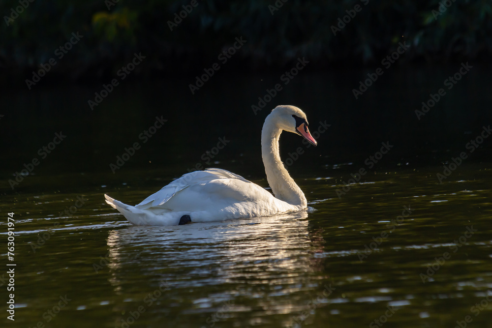 Cygnus olor, swan swimming in the water Cygnus olor, swan swimming in the water