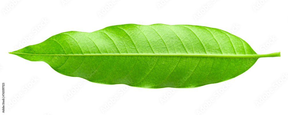 Obraz premium Green Mango leaves isolated on a transparent background