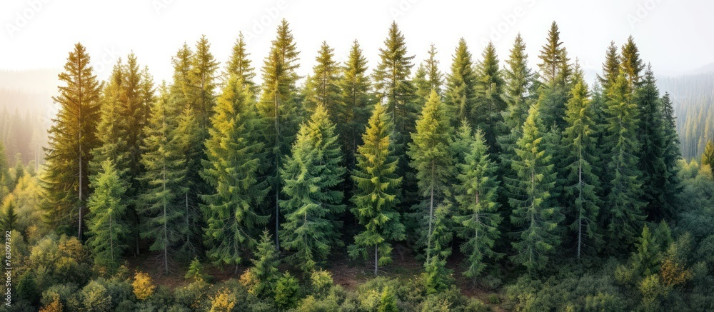 Top view of a row of spruce trees in the forest Top view of a row of spruce trees in the forest