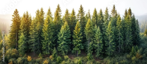 Top view of a row of spruce trees in the forest