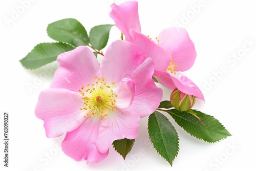 wild rose aromatic oil on white background, cosmetic product, exquisite ingredient for perfumes and cosmetic