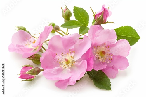wild rose aromatic oil on white background, cosmetic product, exquisite ingredient for perfumes and cosmetic © mirifadapt