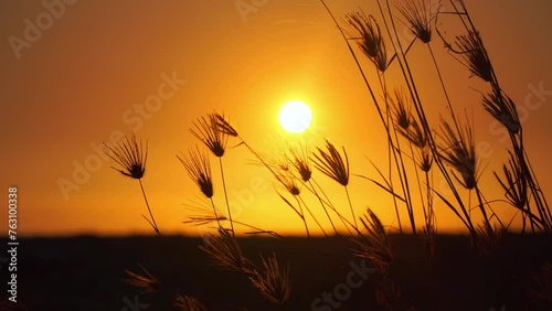 Silhouette of grass swaying in the wind with the orange-yellow background of the rising sun behind.