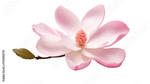 pink magnolia flower isolated on transparent background © PNG Lover
