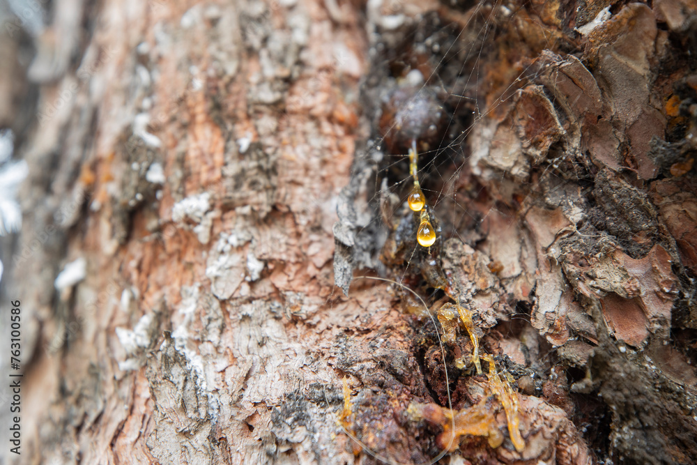 Leaking bright yellow pine tar drops, resin, spider web on dark tree bark background
Leaking bright yellow pine tar drops, resin, spider web on dark tree bark background