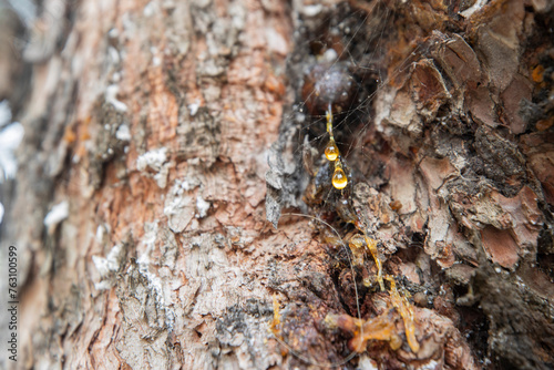 Leaking bright yellow pine tar drops, resin, spider web on dark tree bark background 
