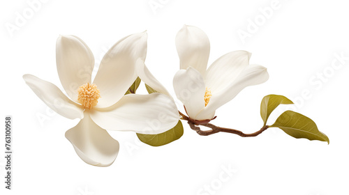 white magnolia flower isolated on transparent background
