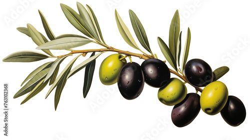 branch with olives isolated on transparent background