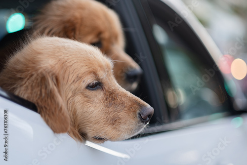 Two golden labrador retrievers look out from the backseat of a white car.