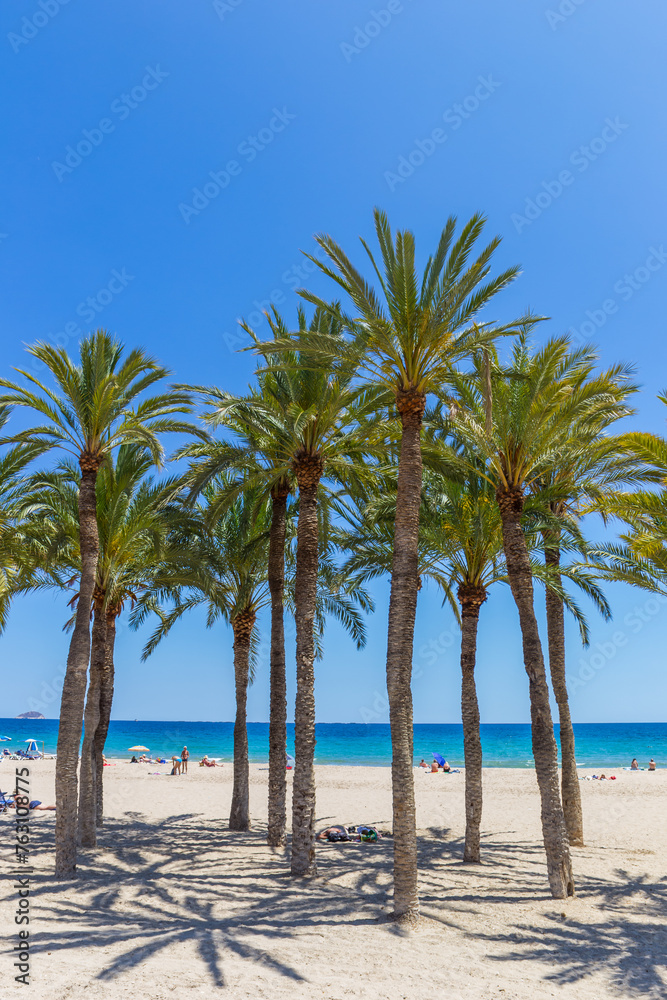 Palm trees on the beach of Villajoyosa, Spain