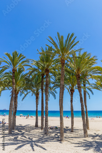 Palm trees on the beach of Villajoyosa  Spain