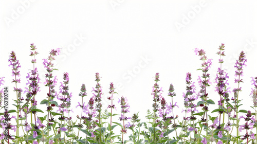 Wild salvia in front of white background ..