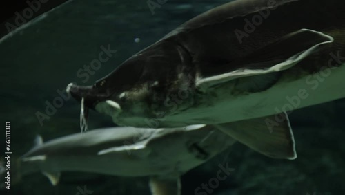 Sturgeon is a genus of freshwater