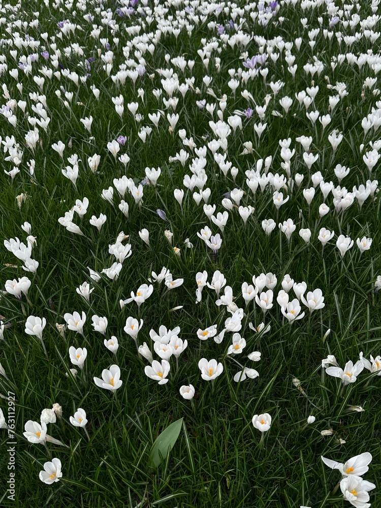 white crocus spring flowers white crocus spring flowers