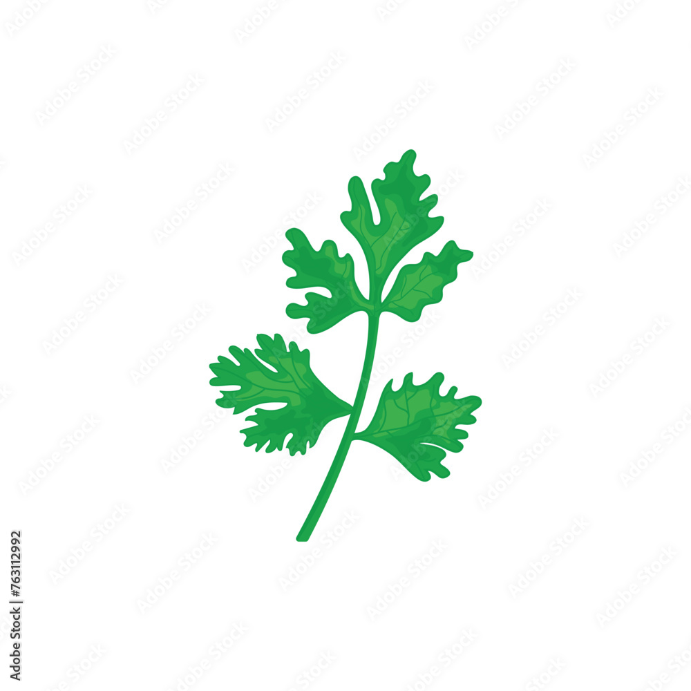 Fresh coriander or cilantro herb flat vector illustration on white background Fresh coriander or cilantro herb flat vector illustration on white background