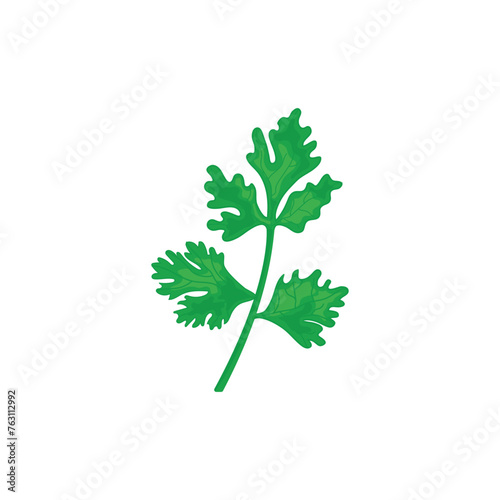 Fresh coriander or cilantro herb flat vector illustration on white background