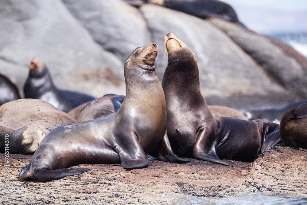 Obraz premium Seals in the Sea of Cortez, Mexico