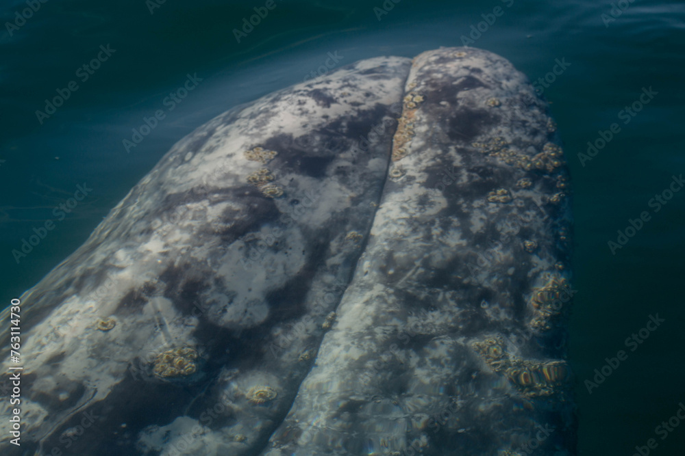 Naklejka premium gray whale in the Pacific Ocean, Mexico