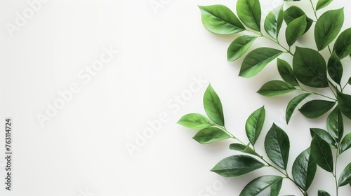 Aesthetic green plant, cosmetology scene, white background, sharp focus, blank space for text