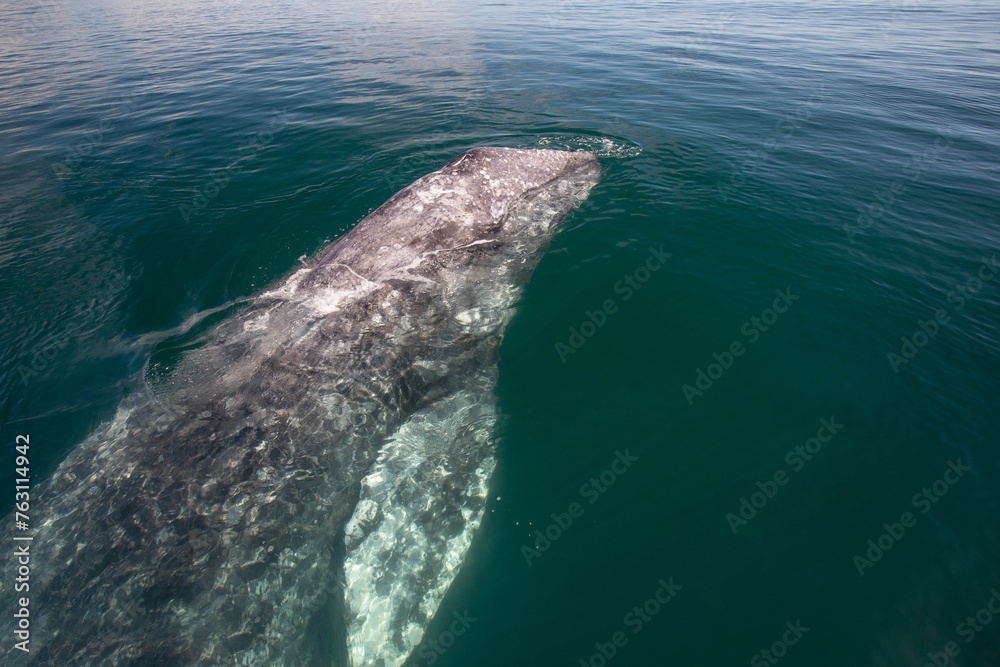 Naklejka premium gray whale in the Pacific Ocean, Mexico