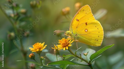 Yellow butterfly sucking nectar in flower .. © Cybonix