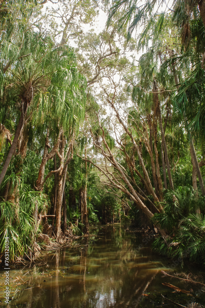 river in the australian rain forest river in the australian rain forest