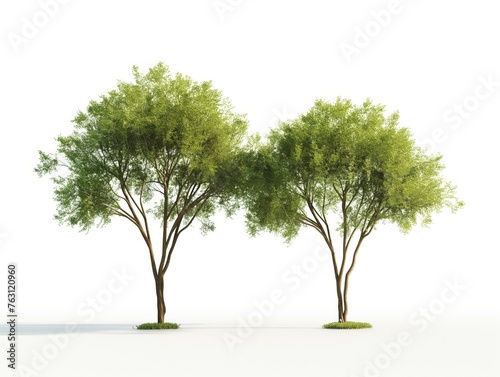 Two lush green trees standing side by side against a plain white background  symbolizing partnership and nature.