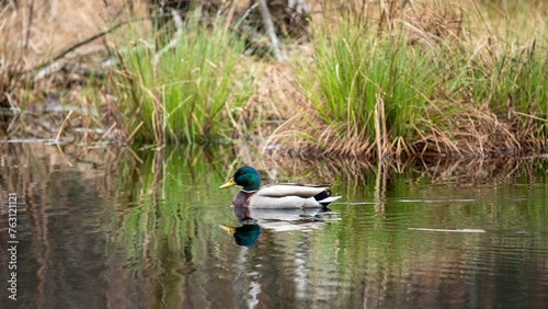 duck on a lake © Ola