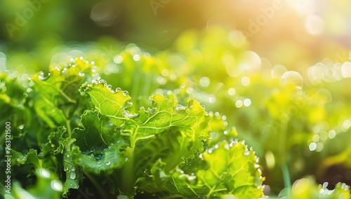 Glistening dew drops on bright green cabbage leaves bathed in soft morning sunlight convey the essence of freshness and purity. photo