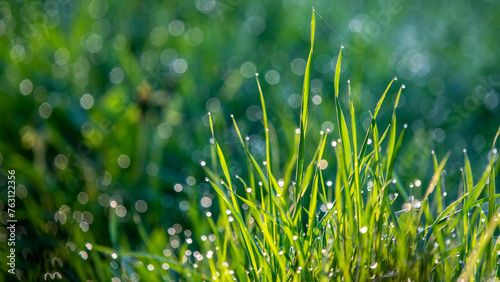 green grass with raindrops © Ola