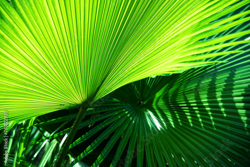 Close up green palm leaf texture, leaf of Fiji fan palm photo