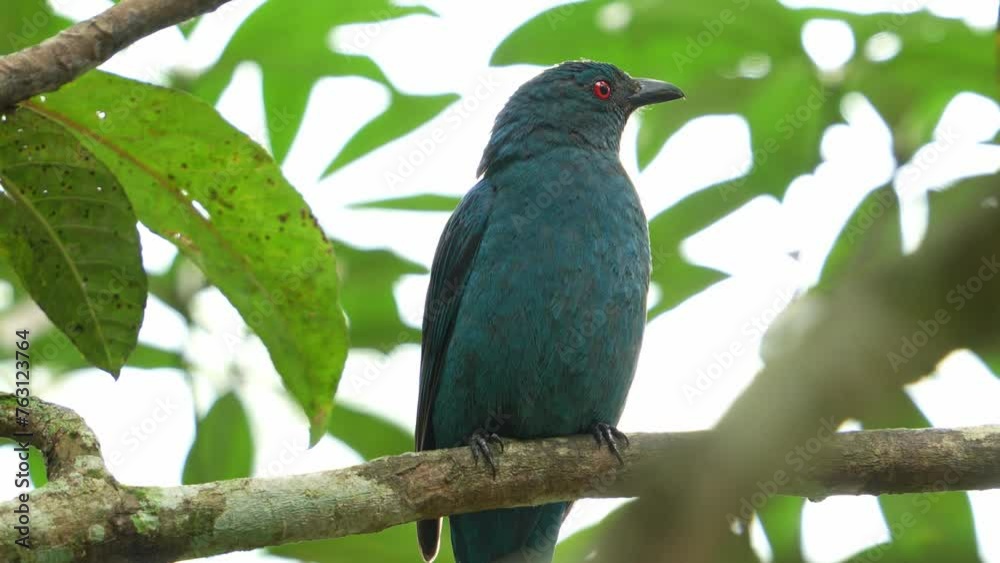 Female Asian fairy-bluebird (irena puella) perched on tree branch amidst in the forest, curiously wondering around the surroundings, close up shot. Female Asian fairy-bluebird (irena puella) perched on tree branch amidst in the forest, curiously wondering around the surroundings, close up shot.