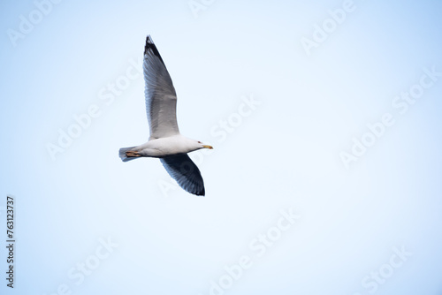 The common gull Larus canus   in flight