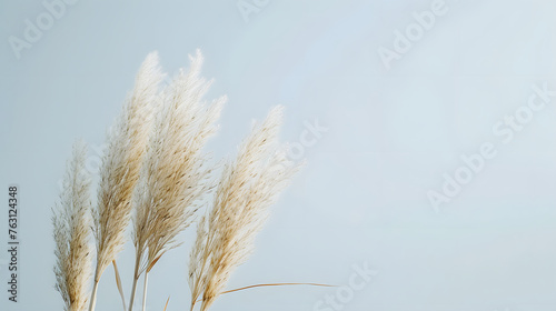 White Pampas Grass Plumes Against a Clear Blue Sky for Minimalist Design