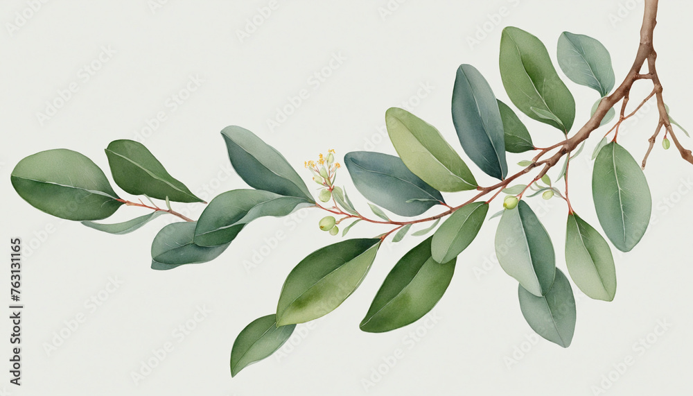 Fototapeta eucalyptus branch in watercolor style, isolated on a transparent background for design layouts