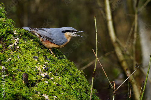 Nuthatch on a tree © russell