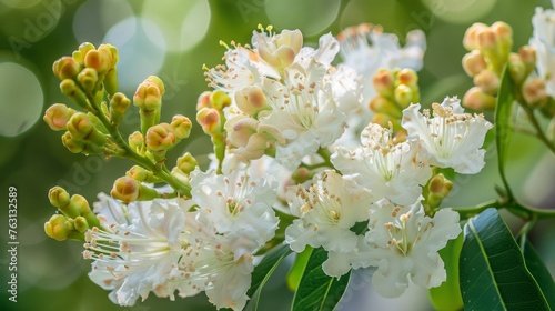 White Crepe Myrtle - Close up photograph of fresh white flowers and buds on the branch of a Crepe Myrtle bush.  Selective focus on the center of the flower. photo