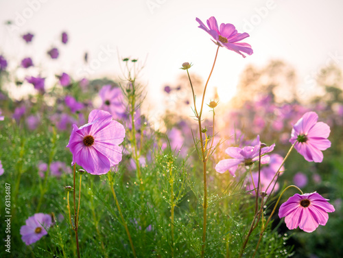 Beautiful purple cosmos flowers at cosmos field in moring sunlight. amazing of cosmos flower field landscape in sunset. nature flower background.