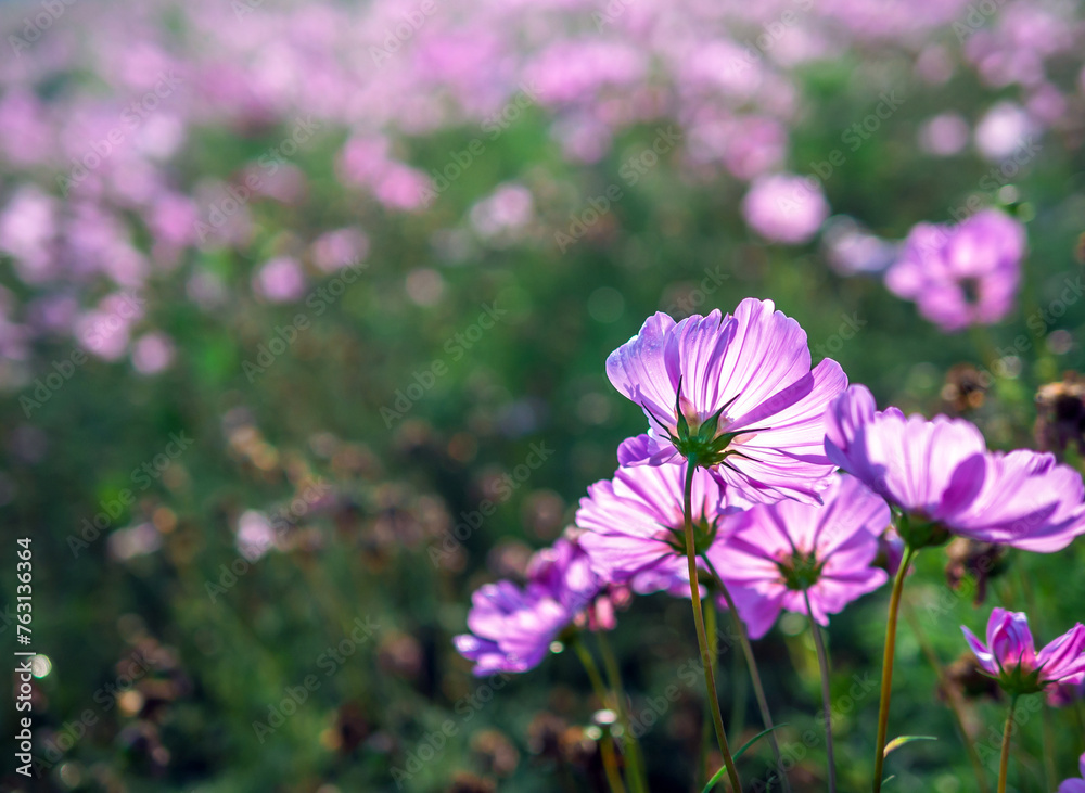 Close-up of beautiful cosmos flowers at cosmos field in moring sunlight. amazing of close-up of cosmos flower. nature flower background. Close-up of beautiful cosmos flowers at cosmos field in moring sunlight. amazing of close-up of cosmos flower. nature flower background.