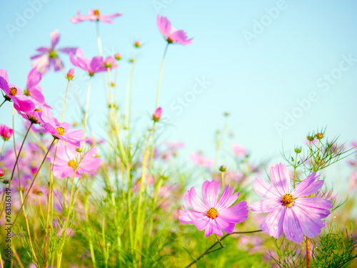 Beautiful cosmos flower field and blue sky. Low angle view nature cosmos flower wallpaper background.