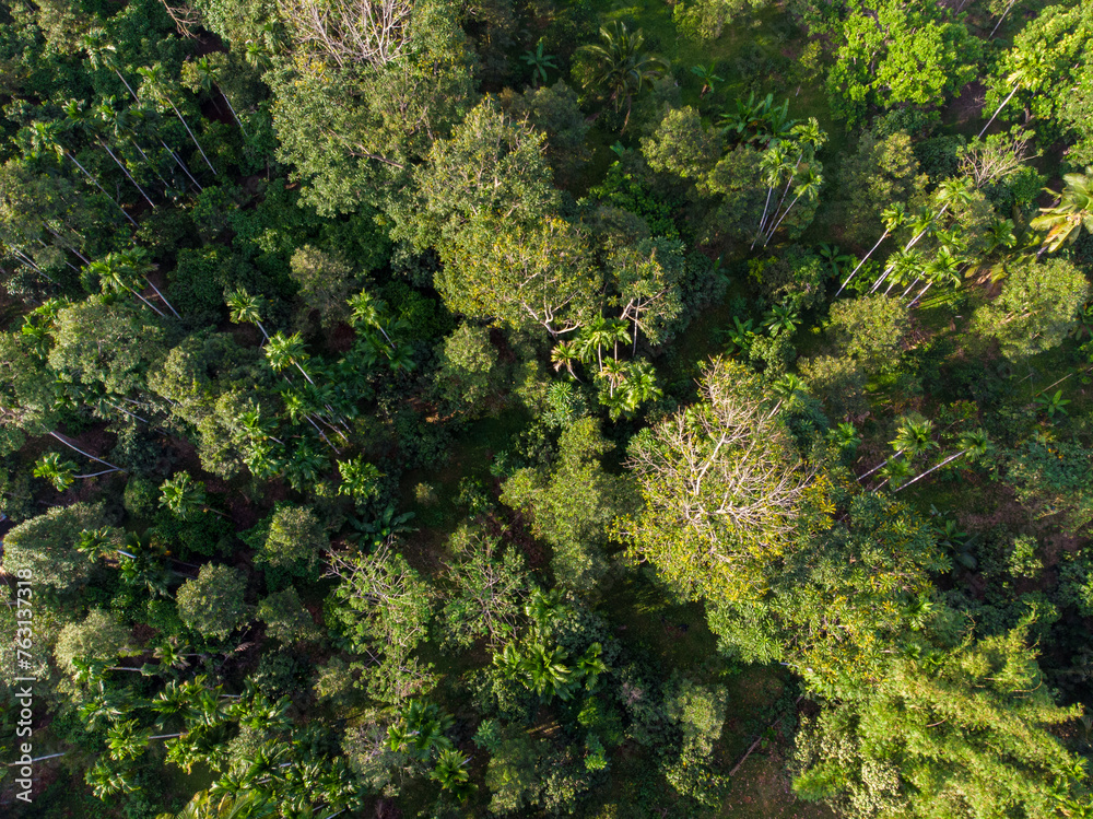 Naklejka premium Aerial view green tropical rainforest green tree leaf texture