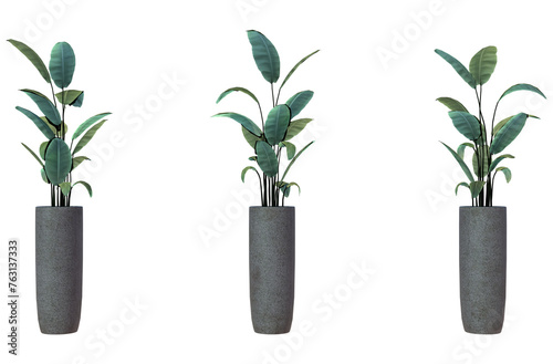 Three tall green potted rubber plants in dark gray cylindrical planters on white background