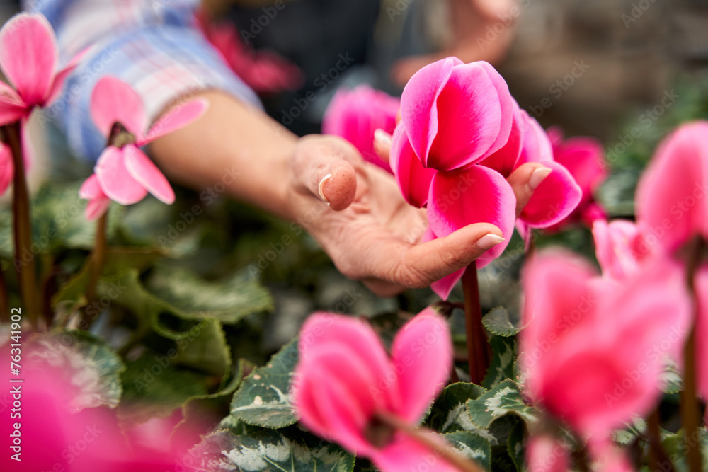 detail of a woman's hand touching a flower detail of a woman's hand touching a flower