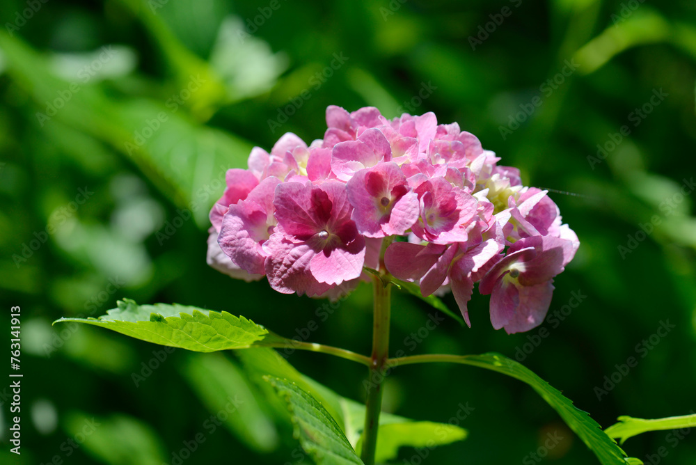 Fototapeta premium 紫陽花