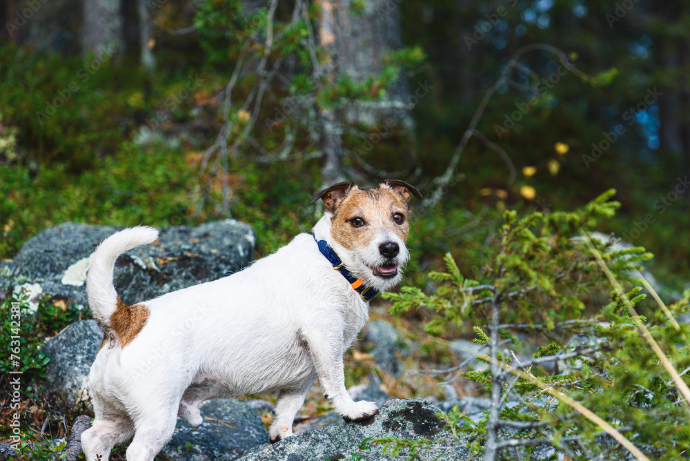 Dog at morning walk in forest hiking in wild nature
