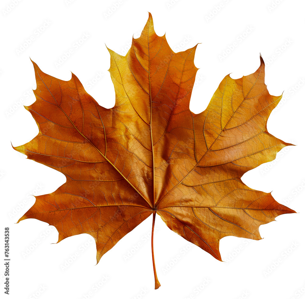 Obraz premium Autumn maple leaf with rich fall colors, cut out - stock png.