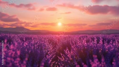 beautiful field with lavender